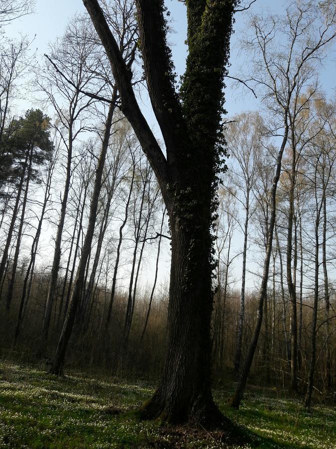 Лазурний Берег Pulemets المظهر الخارجي الصورة